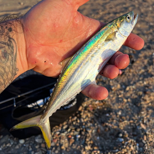 Pacific sierra (Scomberomorus sierra) — Scombridae — 4