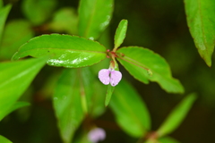 Impatiens minor