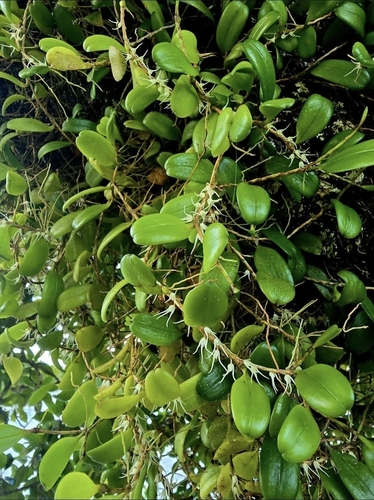 Bulbophyllum clandestinum observed 2025-12-21