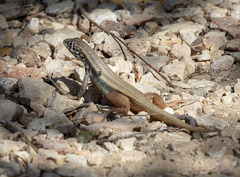 Leiocephalus barahonensis