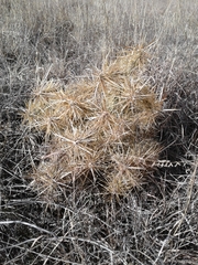 Cylindropuntieae