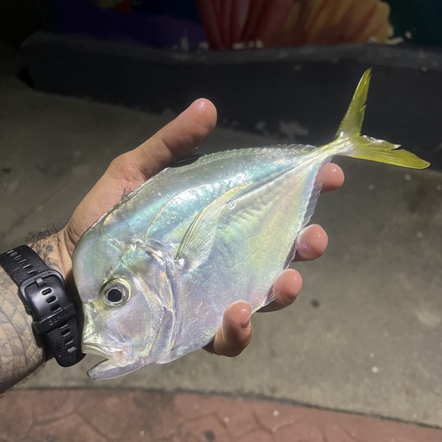 Jack (Selene peruviana) — Carangidae — 4