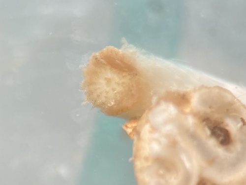 Hydroides elegans observed 2025-11-29