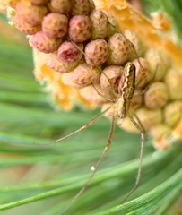 Tetragnatha versicolor