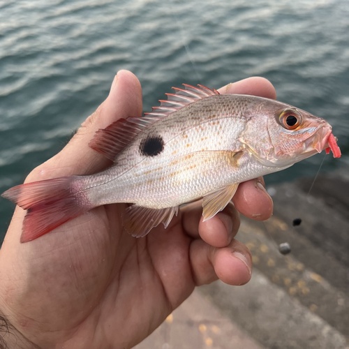 Rose snapper (Lutjanus guttatus) — Lutjanidae — 3