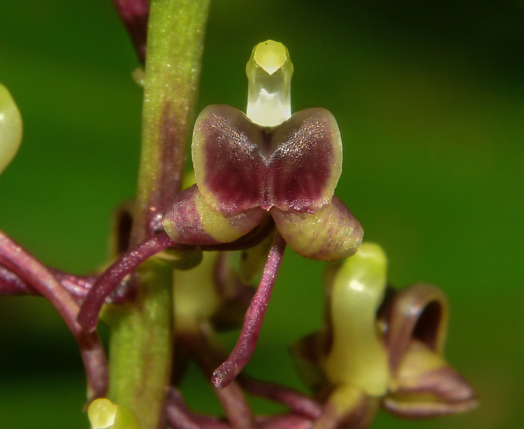 Liparis odorata