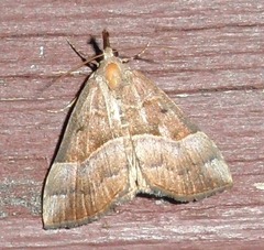 Hypena deceptalis