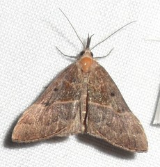 Hypena deceptalis