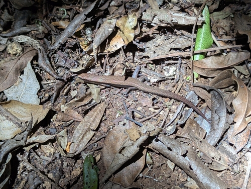 Cautula observed 2025-12-21