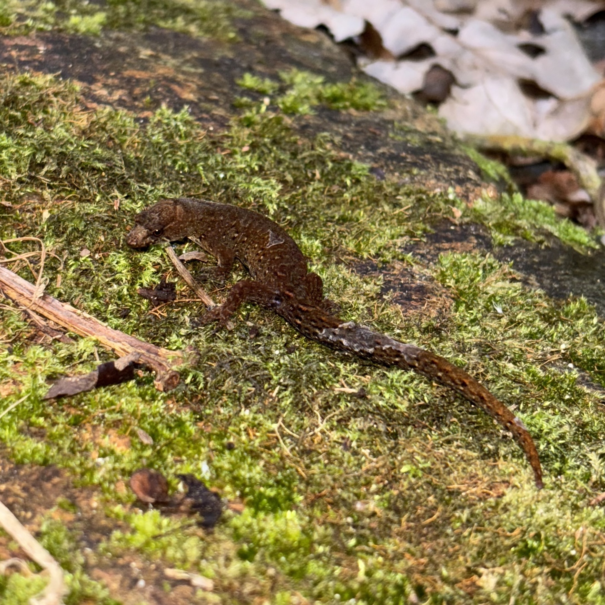 Colombian Clawed Gecko
