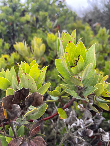 Brittleleaf Manzanita foliage