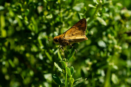 iNaturalist observation photo of Fiery Skipper