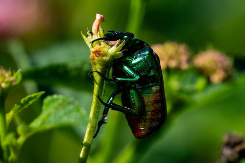 iNaturalist observation photo of Figeater Beetle