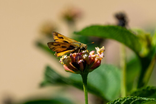 iNaturalist observation photo of Fiery Skipper