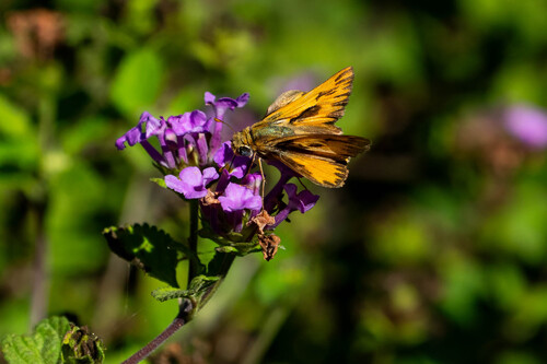 iNaturalist observation photo of Fiery Skipper