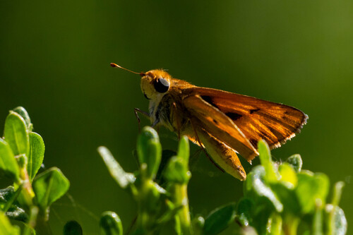 iNaturalist observation photo of Fiery Skipper