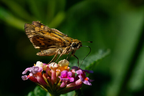 iNaturalist observation photo of Fiery Skipper