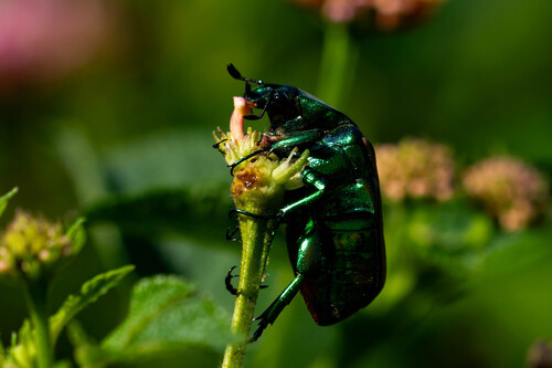 iNaturalist observation photo of Figeater Beetle