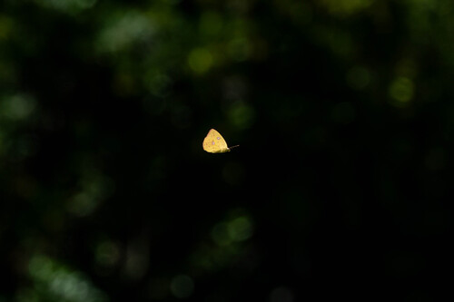 iNaturalist observation photo of Marcellina Sulphur