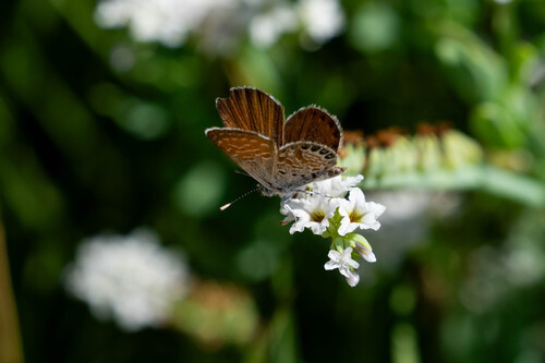 iNaturalist observation photo of Western Pygmy-Blue