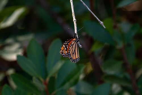 iNaturalist observation photo of Monarch