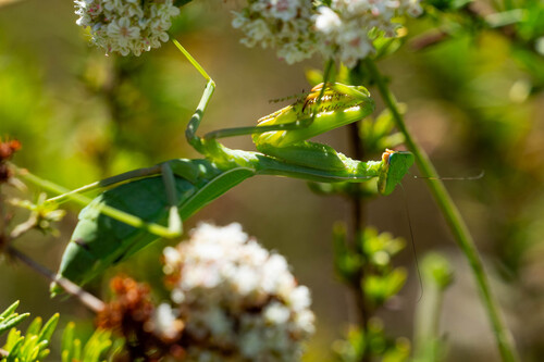 iNaturalist observation photo of Arizona Mantis