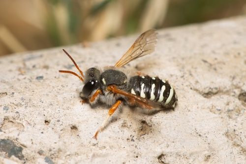 Foto von Anthidium chilense