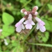 Pilgrim's Rest Woundwort - Photo (c) Troos van der Merwe, some rights reserved (CC BY-NC), uploaded by Troos van der Merwe