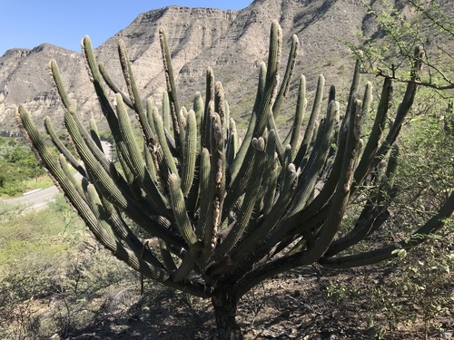 Espostoa lanata, photograph 6