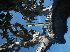 Dendrocereus nudiflorus