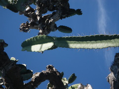 Dendrocereus nudiflorus