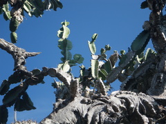 Dendrocereus nudiflorus