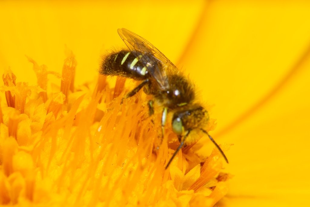 Calliopsis trifasciata