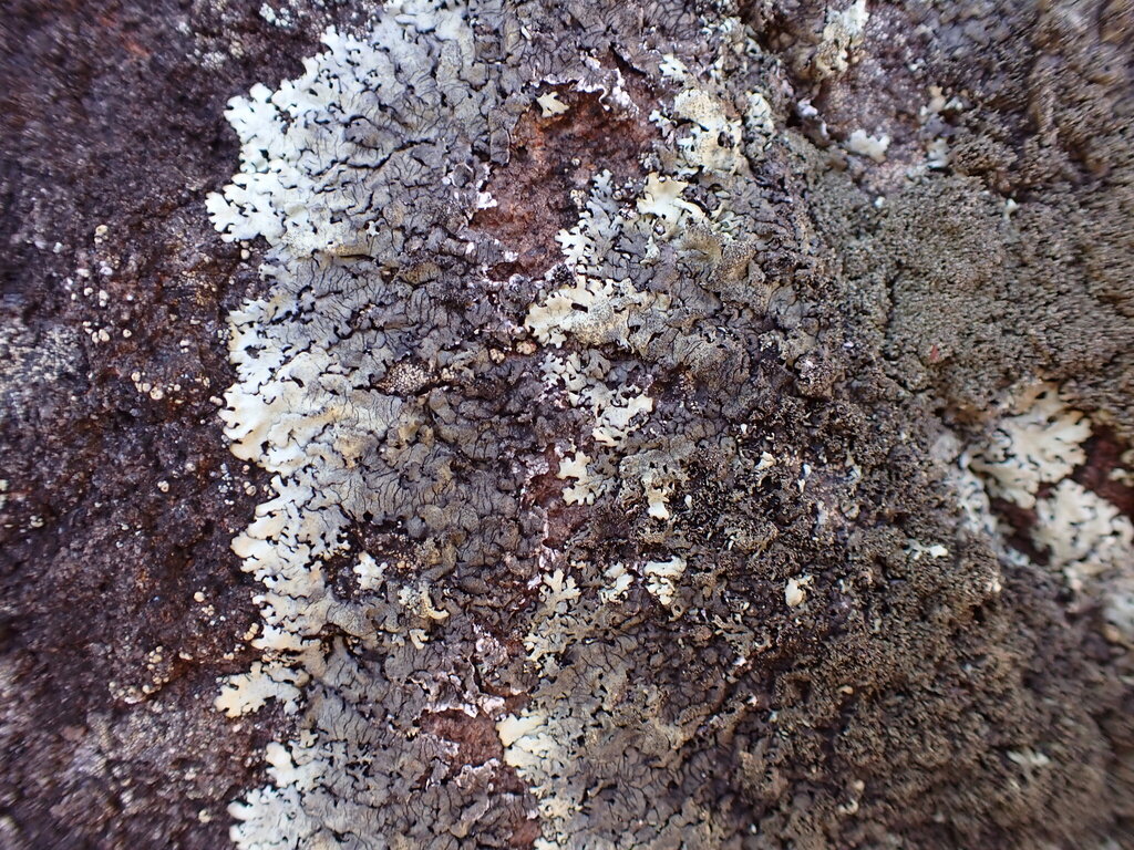 Xanthoparmelia neotinctina