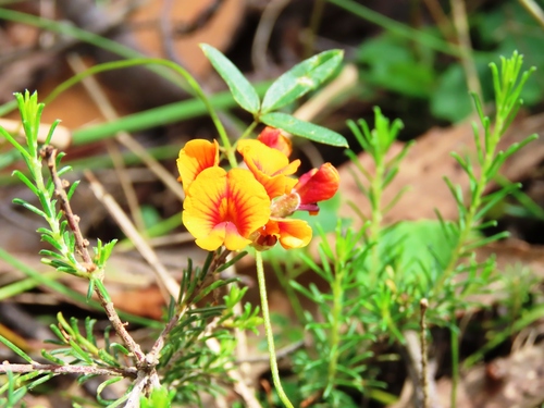 grey parrot pea (Dillwynia cinerascens)