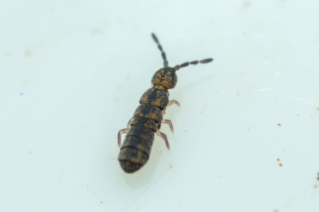 Pseudisotoma sensibilis