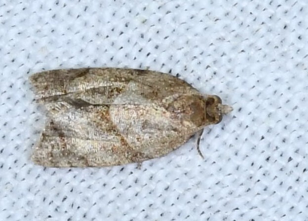 Coelostathma pygmaea