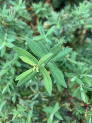 Hypericum roeperianum