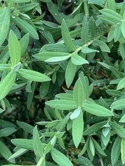 Hypericum roeperianum