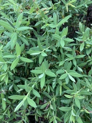 Hypericum roeperianum