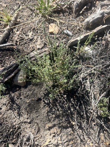 Parish's bedstraw (Galium parishii)