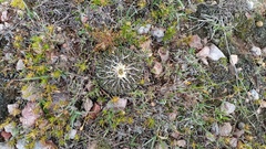 Echinofossulocactus phyllacanthus