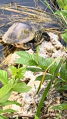 Pseudemys peninsularis