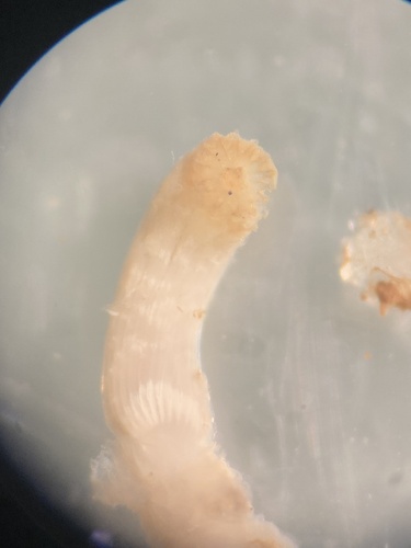 Hydroides elegans observed 2025-11-29
