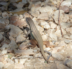 Leiocephalus barahonensis