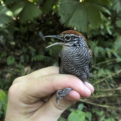 Cantorchilus semibadius