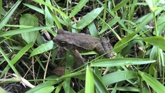 Incilius coniferus
