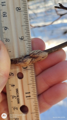 Unknown species found near Wisconsin Dells, WI, USA