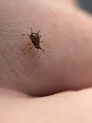 Uroleucon sonchi
