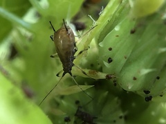 Uroleucon sonchi